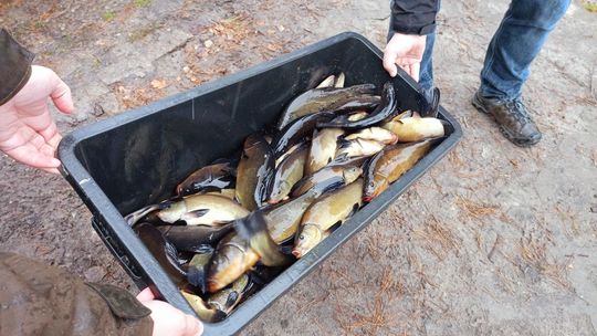 Gdzie na liny i karasie? Zarybienie na pojezierzu  i w Siemieniu