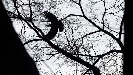 Gdzie odleciały gawrony ze Skweru Niepodległości w Puławach?