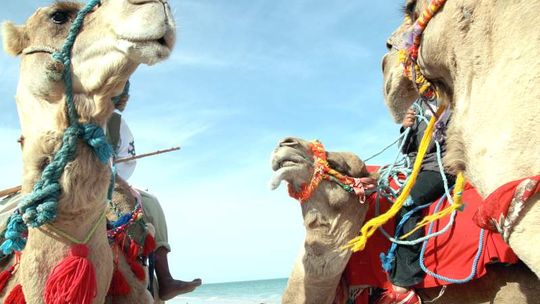 Gdzie pojedzie wielbłąd na święto Trzech Króli?