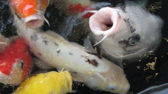 Gefilte fish, czyli ryba faszerowana z Piask