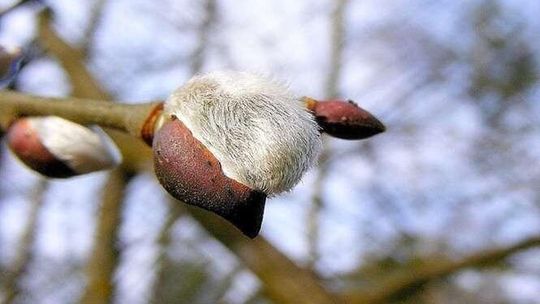 Gęsi wróciły, żurawie są w drodze. W Poleskim Parku wiosenne przebudzenie