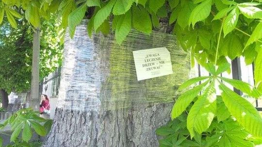 Giń, przepadnij, żarłoku! W Lublinie rusza wojna ze szkodnikiem