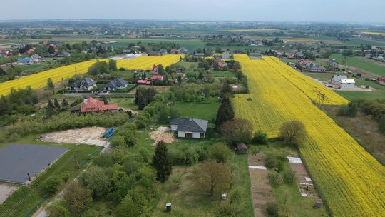 Gleba wysycha na wiór. A przymrozki uszkodziły od 30 do 100 proc. kwiatów