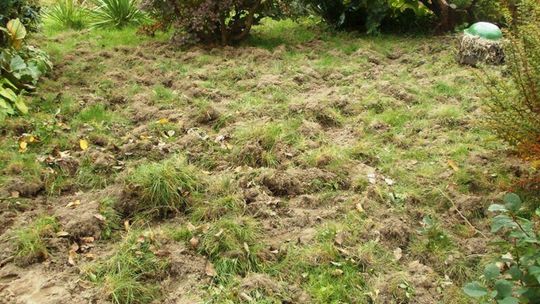 Głodne dziki grasują w mieście. Locha z małymi bywa agresywna