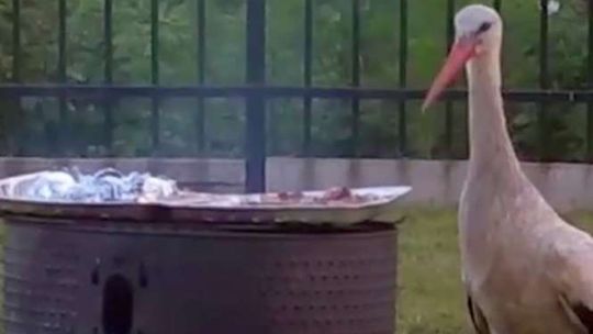 Głodny bocian ukradł mięso z grilla. Miał ochotę na więcej