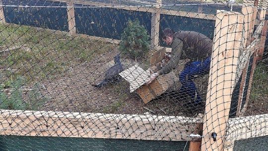 Głuszce nowymi mieszkańcami lubelskich lasów