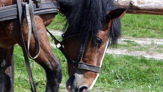 Gm. Rachanie: Wykryli wąglika w gospodarstwie. Dwa konie padły