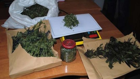 Gm. Rejowiec: Konopie w domu 41-latka. Mężczyzna zatrzymany