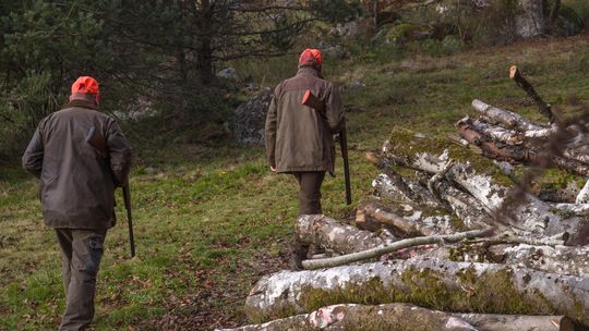 Gmina Chodel opublikowała harmonogram polowań zbiorowych. Pierwsze zaplanowano na październik