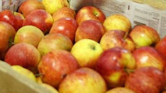 Gmina Głusk: Rozdają jabłka mieszkańcom