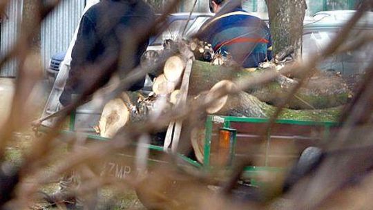 Gmina Krynice: Drzewo przygniotło staruszkę