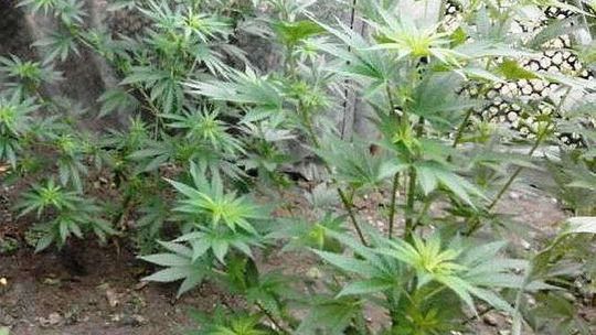 Gmina Kurów. 60-latek uprawiał konopie indyjskie w ogródku