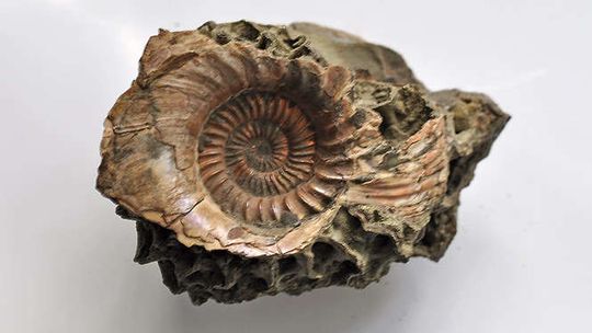 Gmina Łuków bierze się za amonity. Wójt apeluje o zbiórkę