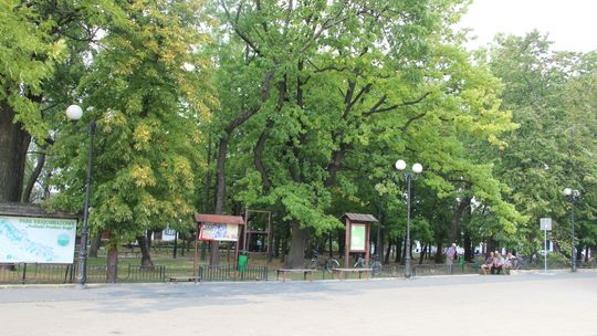 Gmina planuje rewitalizację skweru. Do wycinki ponad 70 drzew