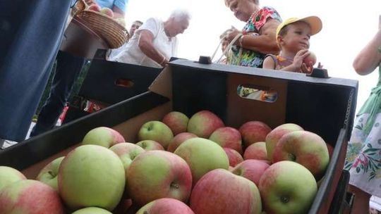 Gmina Puławy: Przyjdź po darmowe jabłka