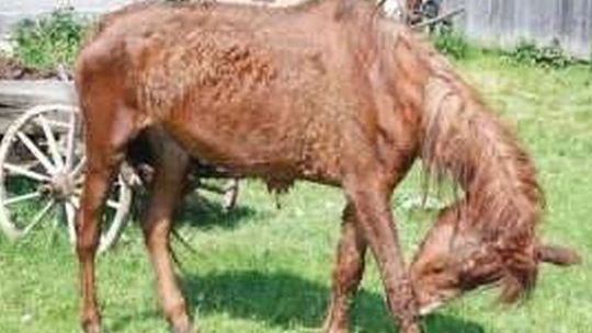 Gmina Radecznica: Rolnik głodził konie i krowę