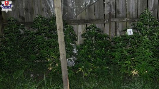 Gmina Szczebrzeszyn: konopie na podwórku