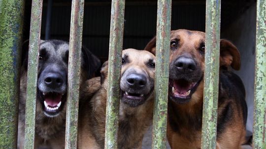 Gminy nie są w stanie sprostać nowym przepisom o ochronie zwierząt