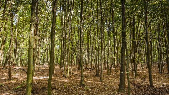 Gminy zakazują podlewania trawników i upraw. Z powodu suszy leśnicy rozważają zamknięcie janowskich lasów