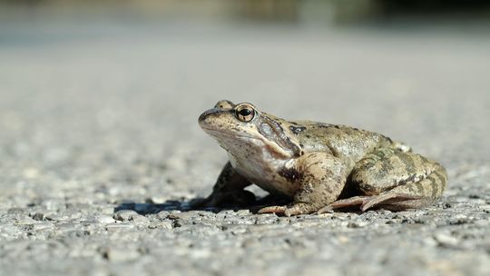 Gnają przed siebie w miłosnym amoku. Można pomóc migrującym żabom
