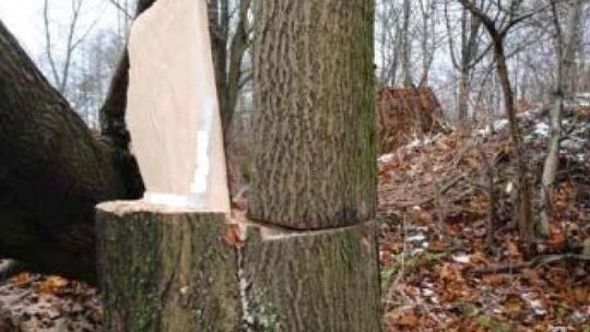 Godziszów Trzeci: Mężczyzna zginął przygnieciony drzewem