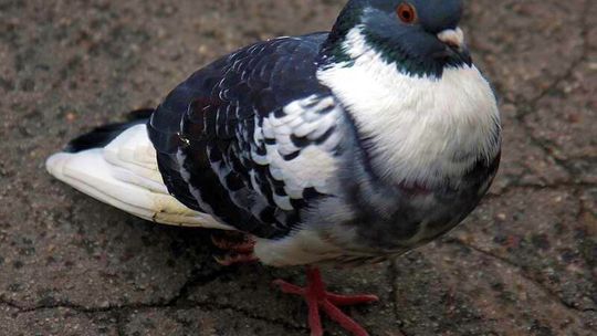 Gołąb nie ma duszy, nie trzeba go dokarmiać