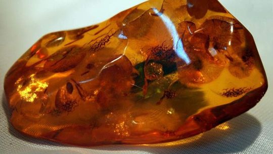 Golden Amber rozpoczyna poszukiwania bursztynu w woj. lubelskim