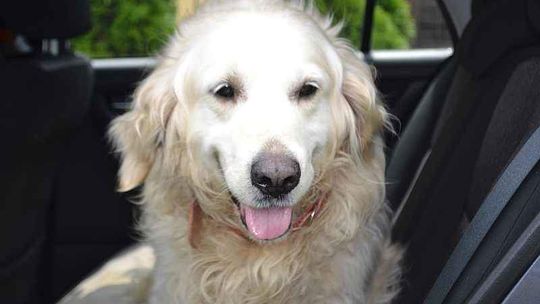 Golden retriever szuka właściciela. Błąkał się po ulicach