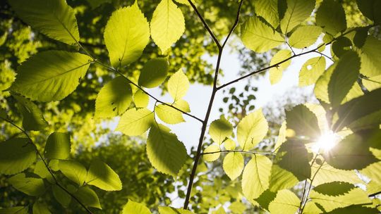 Goło i wesoło. 40-latek spacerował nago po parku, bo "chciał być bliżej natury"