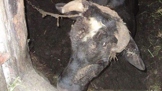 Góry: Zwierzęta mieszkały w koszmarnych warunkach (zdjęcia, wideo)