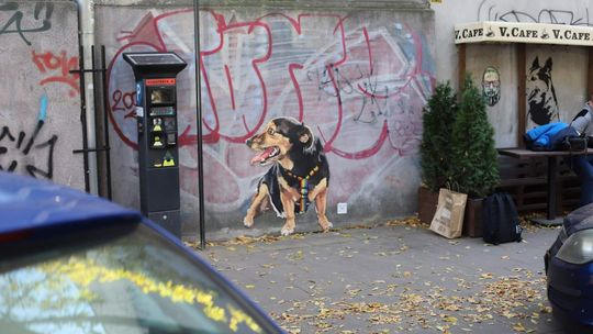 Gosia na fasadzie. Widzieliście już najnowszy street art w centrum Lublina?