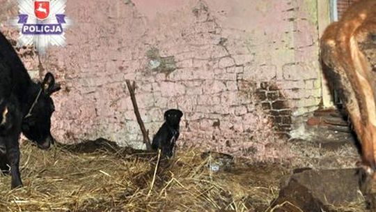 Gospodarz odpowie za głodzenie krów i świń