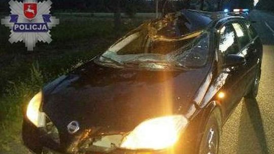 Grabowiec: 41-latka uderzyła autem w łosia