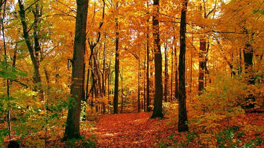 Grabówka: Nie żyje mężczyzna przygnieciony przez drzewo