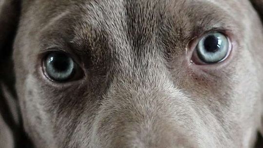 Groził, że ją zabije, a potem powiesił jej psa na klamce drzwi do domu