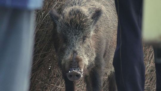 Groźna choroba coraz bliżej Lublina. Znaleziono martwego dzika