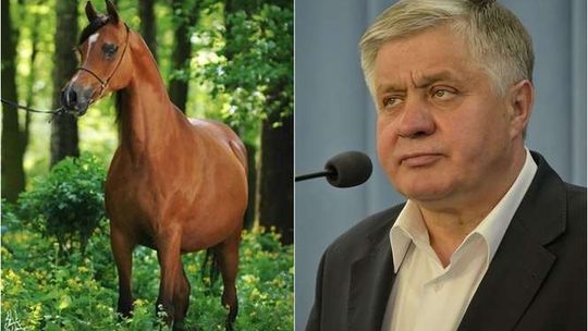 Groźne antybiotyki w paszy, którą karmiono padłą klacz. Prezes stadniny oddał się "do dyspozycji" ANR