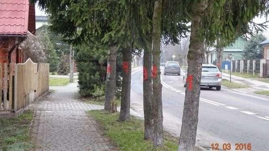 „Groźne” drzewa czekają na wycinkę
