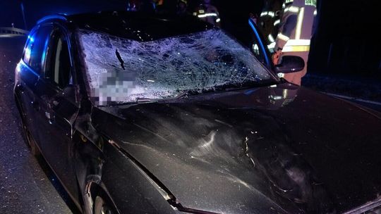 Groźne zderzenie z łosiem. Zwierzę nie przeżyło