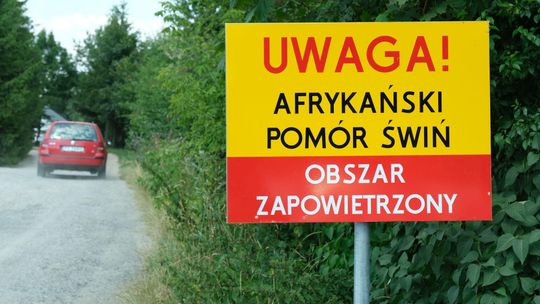 Groźny wirus u bram Lublina. Wybito już 330 świń, w mieście ruszyło odławianie dzików