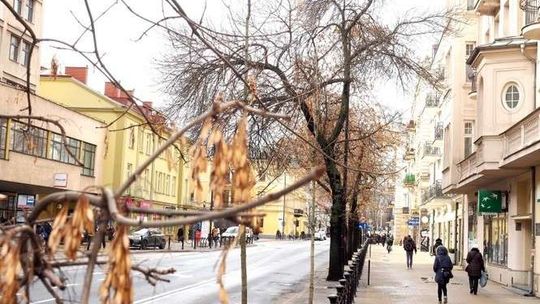 Grzyb szkodzi jesionom w całej Polsce. Lubelskie drzewa też chorują