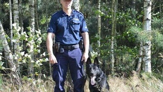 Grzybiarz zabłądził w lesie. Pomógł Ramzes - policyjny pies 