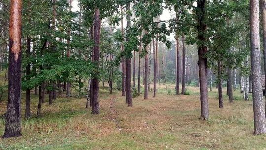 Grzybiarz zaginął koło Puław, odnaleziony w ostatniej chwili