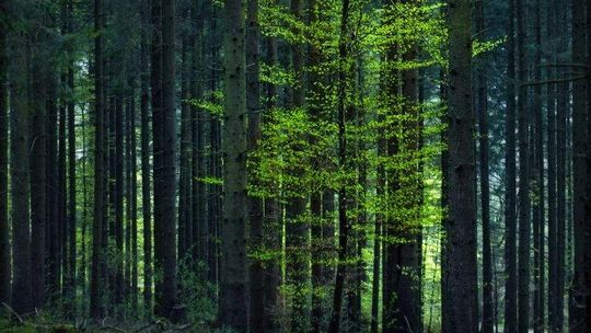 Grzybiarz zaginął w lesie. Znaleźli go kilka godzin później, nie mógł chodzić