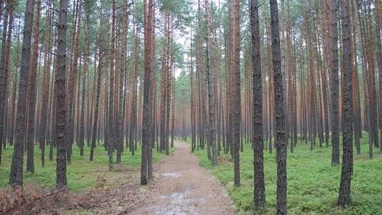 Grzybiarz zgubił samochód, wezwał policję