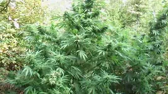 Grzybiarz znalazł plantację marihuany w lesie (wideo)