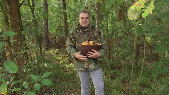 Grzybiarze mogą roznosić ASF? Sprawdź jak bezpiecznie zbierać grzyby