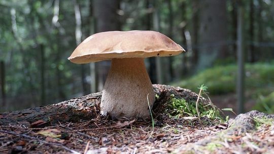 Grzybiarze mogą roznosić chorobę. Ostrzeżenie dot. woj. lubelskiego