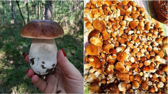 Grzybobranie w lubelskich lasach. "Jest wysyp prawdziwków" [zdjęcia]