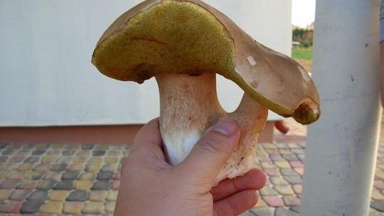 Grzybobranie. Zdjęcia zbiorów naszego Czytelnika